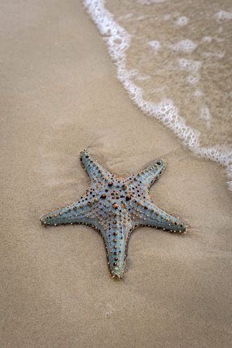 ♔ Étoiles de Mer - Starfish Sea Life Photography, Starfish Aesthetic, Starfish Pictures, Starfish Species, Ocean Life Photography, Sea Starfish, Venice Florida, Sea Stars, Stella Marina