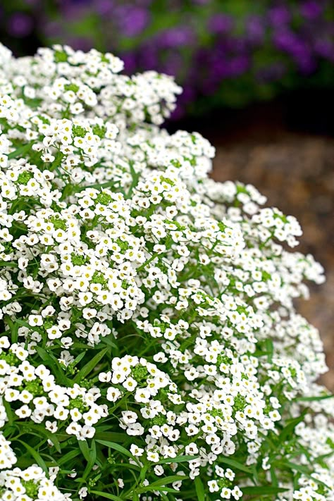 Potato Companion Plants, Alyssum Flowers, Flowers For Garden, Sweet Alyssum, Food Forest Garden, Pretty Plant, Beautiful White Flowers, Flower Language, Garden 2023