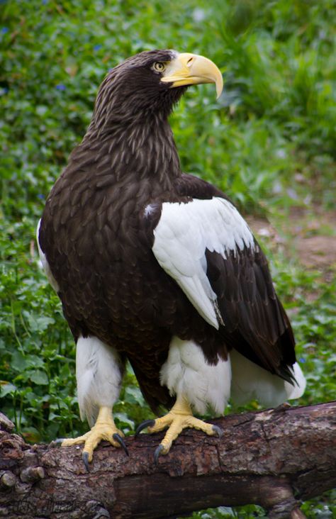 Different Types Of Eagles, Types Of Eagles, Steller's Sea Eagle, Raptors Bird, Sea Eagle, World Birds, Eagle Bird, Most Beautiful Birds, The Eagles