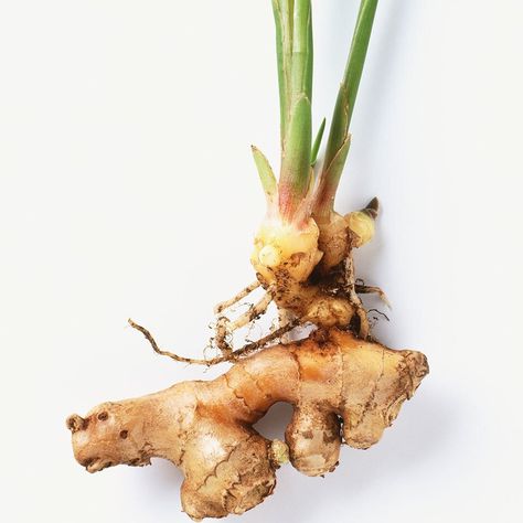 Growing Turmeric, Regrow Veggies, Regrow Vegetables, Strawberry Pots, Growing Ginger, Indoor Vegetables, Tattoo Plant, Health Benefits Of Ginger, Healthy Potato Recipes