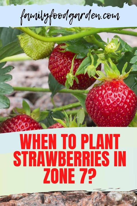 What To Plant In April, When To Plant Strawberries, Plant Strawberries, When To Plant Vegetables, Worm Castings, Grow Boxes, Strawberry Seed, Zone 7, Gardening Zones