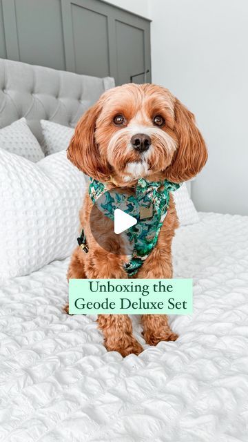 Paw Couture™ | The Luxury Dog Accessories Store on Instagram: "Unbox our Geode Deluxe 5 piece Walkies Bundle with @littleteddylupin 🎁 Just wait until the end to see how cute he looks in it 🥹 It’s giving… real life teddy bear 🧸

Our 5 piece walkies bundles come with: 
✨ Adjustable harness 
✨ Adjustable collar 
✨ 5ft lead 
✨ Poo bag holder 
✨ Bow tie 

And one of the great things about buying our bundles is not only is everything matching, but you save over £25 off the RRP of the individual items too 💜

#dog #dogsofinstagram #unboxing #dogharness #dogmum #dogowner #walkies #cavapoo #cavapoosofinsta #cavapoopuppy #cavapoolovers #cavapoodaily #reels #reelsinstagram #reeltoreel #reelsvideos #reelsofinstagram #reelsinsta #cutedog #cutepuppy" Luxury Dog Accessories, Cavapoo Puppies, Luxury Dog, Just Wait, Bag Holder, Dog Harness, Accessories Store, Dog Accessories, Dog Owners