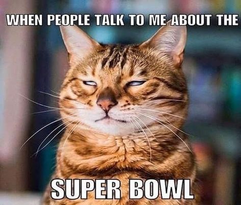 Super Bowl Super Bowl Humor, Cold Weather Humor, Super Bowl Memes, Super Bowl Quotes, Superbowl Humor, Weather Humor, Cat And Dog Memes, Sweet Cat, Sports Page