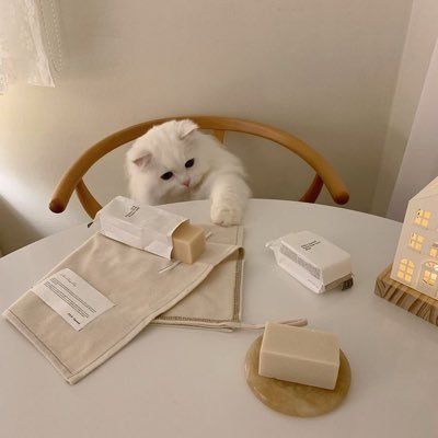 Beige Icons:), Söt Katt, Cream Aesthetic, Korean Aesthetic, Beige Aesthetic, Cat Aesthetic, Brown Aesthetic, Photo Design