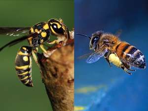 What’s the Difference Between a Bee and a Wasp? | Britannica.com Getting Rid Of Bees, Wasp Nest Removal, Wasp Removal, Wasp Nest, Bee Free, Honey Diy, Organic Pest Control, Bees And Wasps, Pest Control Services