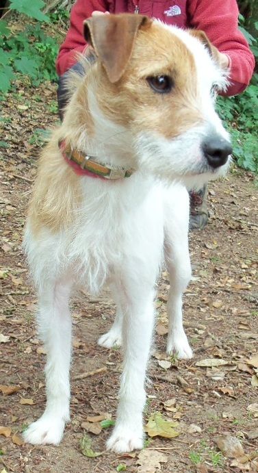 Santa – 1-4 year old female Parsons Jack Russell Terrier dog for adoption at Animal Helpline Dog Rescue Peterborough Parsons Terrier, Chien Jack Russel, Laika Dog, Parson Jack Russell, Jack Russell Terrier Puppies, Jack Russell Puppies, Parson Russell Terrier, Jack Russell Dogs, Jack Russells