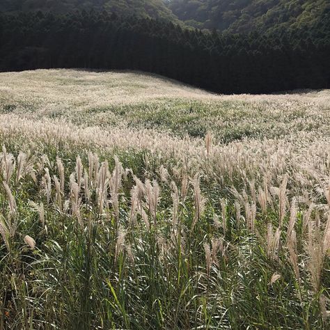 Norwegian Wood Book Aesthetic, Tall Grass Aesthetic, Hawkins Visualization, Grass Field Aesthetic, Tall Grass Field, The Iron Bull, Divine Rivals, Leaves Of Grass, Norwegian Wood