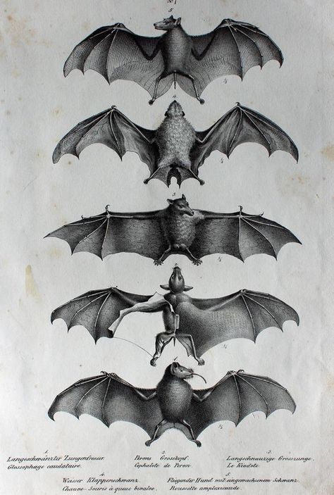 Bat Anatomy, Wing Anatomy, Anatomy Tattoo, Dark Academia Wall, Bat Tattoo, Hippie Aesthetic, Creepy Tattoos, Dark Tattoo, Black Ink Tattoos