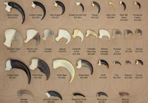 This is a great comparison chart of Claw sizes of 25 different predators. - Imgur Harpy Eagle, Vulture Culture, Eagle Claw, Peregrine Falcon, Animal Anatomy, American Shorthair, Siberian Tiger, Apex Predator, African Lion