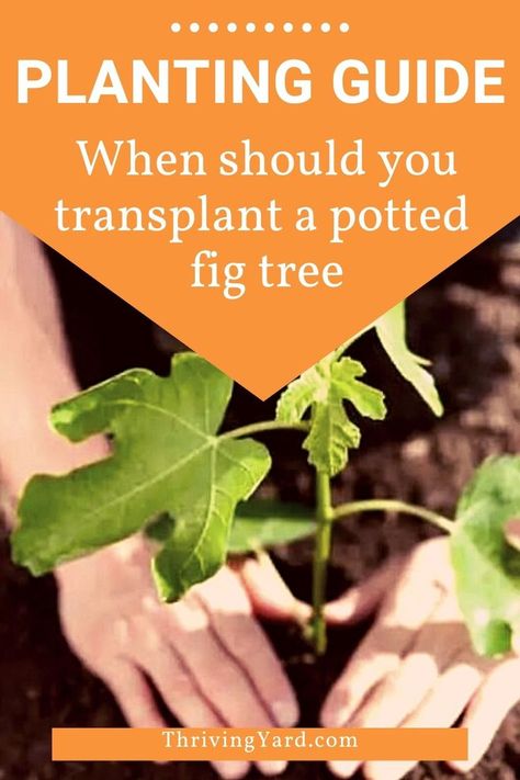 Want to know when its the best time to plant a fig tree? Let’s look at some helpful guidelines to follow when transplanting a potted fig tree. Learn more about sun and space requirements for growing healthy fig trees here. Planting Fig Trees, Transplanting Fig Tree, How To Grow A Fig Tree, Olympian Fig Tree, Fig Fruit Tree, Growing Fig Trees, Fig Tree Plant, Fig Plant, Growing Fruit Trees