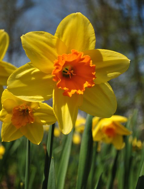 Art Nouveau Floral Tattoo, Photo Onto Wood, December Birth Flower, Art Nouveau Floral, Yellow Daffodils, Vibrant Flowers, Vibrant Flower, Wax Paper, Reference Photos