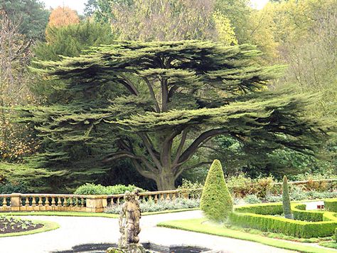 cedars of lebanon tree | Lebanon Cedar Tree Lebanon Tree, Cedrus Libani, Cedars Of Lebanon, Lebanon Cedar, Cedar Of Lebanon, Matthew 13, British Wild Flowers, Amazing Trees, Cedar Trees