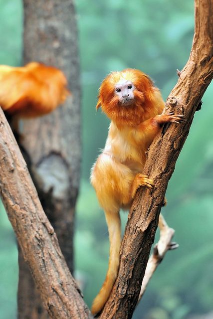 World Animal Day 2012 by jaroslavd, via Flickr Golden Lion Tamarin, World Animal Day, Animal Day, Animal Inspiration, Monkey Forest, Rainforest Animals, Match Stick, Animal References, Pet Monkey