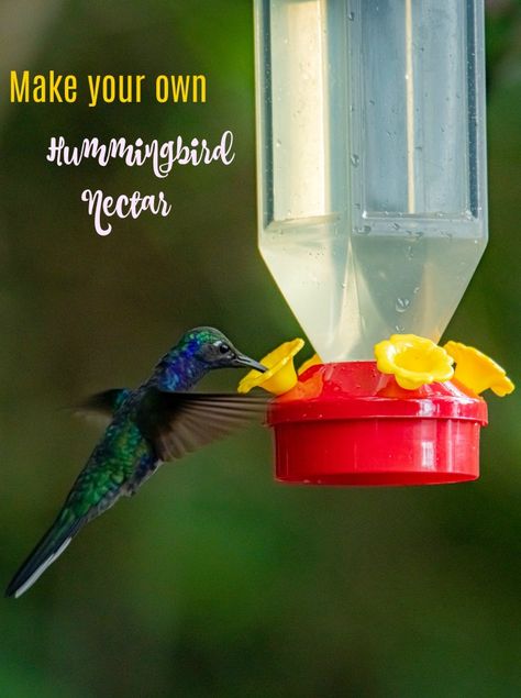 humminbird feeding from a feeder with the words "Make your own hummingbird nectar." Hummingbird Nectar Recipe, Hummingbird Food, Hummingbird Nectar, Homemade Bird Feeders, Garden Seat, Farm Wife, Bottle Garden, Tiny Bird, Humming Bird