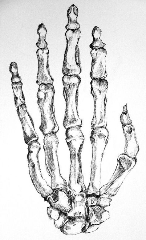 Skeleton Hand, Skeleton, Bones