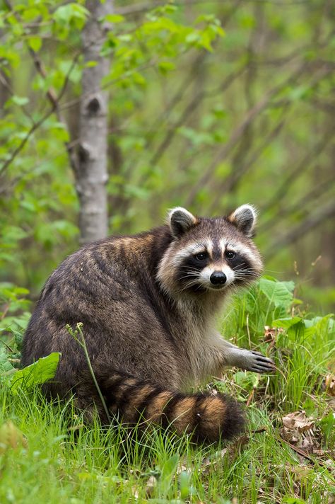 Trash Pandas, Raccoon Art, Cute Raccoon, Forest Painting, Racoon, Wildlife Animals, Forest Animals, Animal Photo, In The Forest