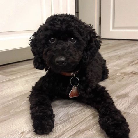 Black Poodles Miniature, Black Maltipoo Haircut Styles, Black Toy Poodle Haircut Styles, Miniature Poodle Haircuts, Poodle Puppy Black, Miniature Poodle Black, Black Toy Poodle, Maltipoo Haircuts, Toy Poodle Haircut