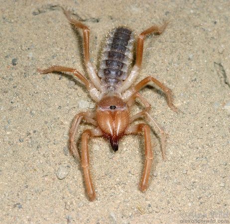 Sun Scorpion or Camel Spider (order Solifugae) they are neither Scorpions or Spiders and are harmless. They are found in Arid Regions Worldwide. Camel Spider, Moth Witch, Sea Spider, Creepy Animals, Horseshoe Crab, Martha Washington, Cool Bugs, Nature Card, Beautiful Bugs