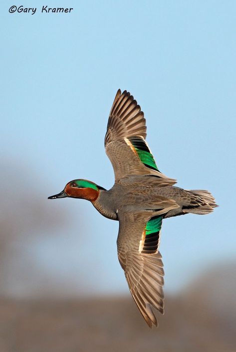 Green-winged Teal (Anas crecca) by GaryKramer.net, 530-934-3873, gkramer@cwo.com - Published: Delta Waterfowl Summer 2016 Green Winged Teal, Green Wing Teal, Duck Wing, Teal Duck Mounts, Green Winged Teal Duck, Waterfowl Photography, Duck Wings, Wood Duck Mounts, Waterfowl Taxidermy