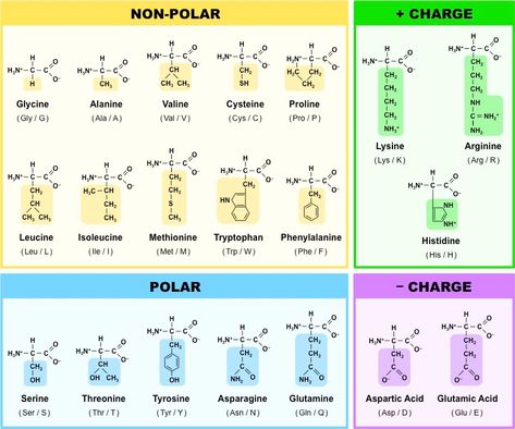 Biochemistry Amino Acids, Structure Of Amino Acids, 20 Amino Acids Structure, Amino Acid Chart, Amino Acids Chart, 20 Amino Acids, Biochemistry Notes, Organic Chemistry Study, Chemistry Study Guide