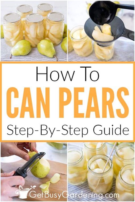 Canning Pears In Heavy Syrup, Canning Pears Water Bath, Preserving Pears Canning Recipes, Canning Pears In Light Syrup, Canning Pears Recipes Easy, How To Can Pears Easy, Canning Pears Easy, Canning Pears Without Sugar, Canning Pears Recipes