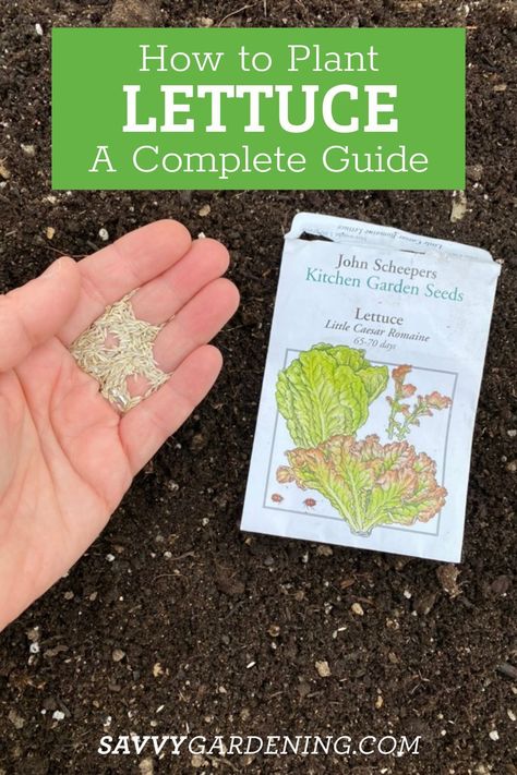 How to Plant Lettuce From Seeds. Growing lettuce is popular and easy to do. Learn here how to grow lettuce at home. How to grow transplants or seeds. how to grow lettuce in containers and have healthy lettuce plants. #Lettuce #GrowingLettuce Planting Lettuce In Containers, How To Plant Lettuce, Planting Lettuce Seeds, When To Plant Lettuce, Lettuce In Containers, Harvesting Lettuce, Plant Lettuce, Raised Veggie Gardens, When To Plant Seeds