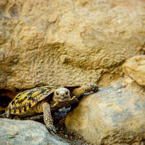 Turtle Conservancy on Instagram: “Don’t panic...panCAKE! 😜🥞 The Pancake Tortoise (Malacochersus tornieri) is always good for a smile when times are tough. Named for its…” Pancake Tortoise, Reptiles And Amphibians, Amphibians, Tanzania, Turtles, Reptiles, Tortoise, Rocky, Pancakes