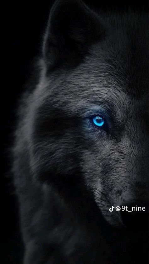 Iphone Wallpaper Wolf, Wolf With Blue Eyes, Fesyen Islam, Werewolf Aesthetic, Wolf Background, Wolf Eyes, Hd Dark Wallpapers, Black Wallpaper Iphone Dark, Alpha Wolf