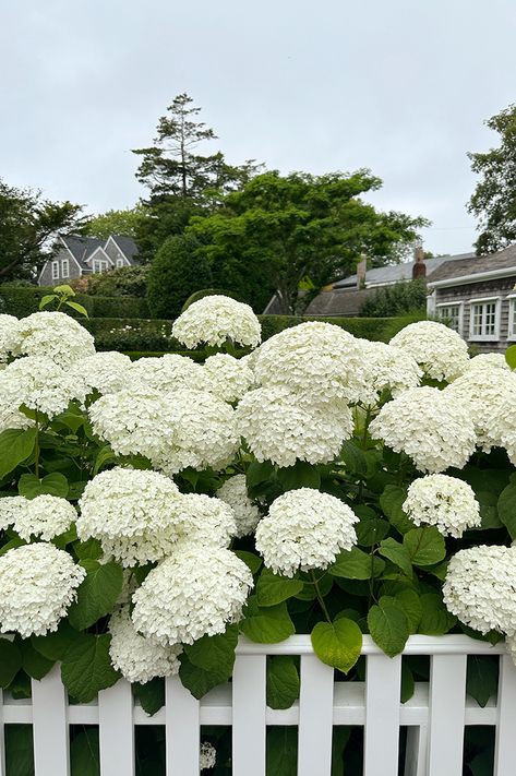 Nantucket Landscaping, Hydrangea Cape Cod, Hydrangea Nantucket, Nantucket Hydrangea Cape Cod, Cape Cod Flowers, Nantucket Gardens Cape Cod, Nantucket Hydrangea, Hydrangea White, Garden Retaining Wall