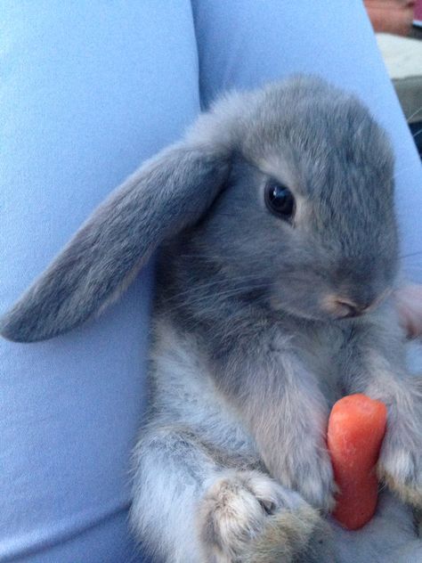 Bunny Eating Banana, Bunny Eating Carrot, Rabbit Eating Carrot, Rabbits Eating, Bunny Eating, Baby Rabbits, Bunny With Carrot, Eating Carrots, Eating Bananas