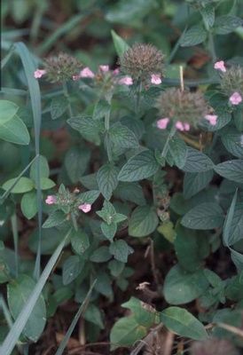 Basil Properties, Missouri Wildflowers, Wild Basil, Rock Garden, Missouri, Basil, Wild Flowers, Herbs, Chips