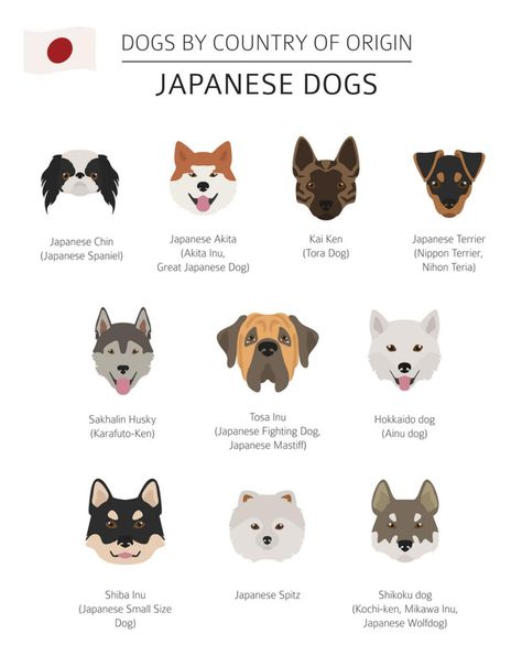 Japanese Dog Names, Japanese Terrier, Japan Name, Dog Chart, Japanese Dog Breeds, Names And Meanings, Dog Infographic, Japanese Dog, Japanese Animals