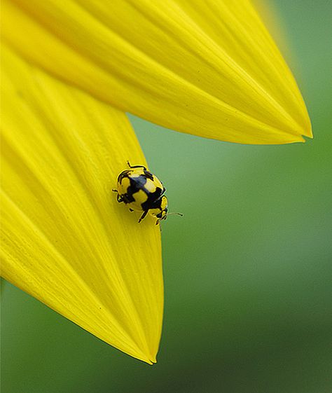 Yellow ladybug on yellow flower Yellow Ladybug, Yellow Peonies, Lady Beetle, Beetle Insect, Lady Bugs, Beautiful Bugs, Lady Bird, Bugs And Insects, Nature Garden