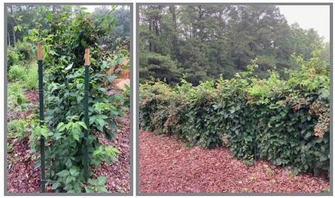 Pruning Thornless Blackberries, Planting Blackberries, Thornless Blackberries, Blackberry Plants, Growing Blackberries, Blackberry Bush, Trellis System, Growing Garlic, Fall Fruits