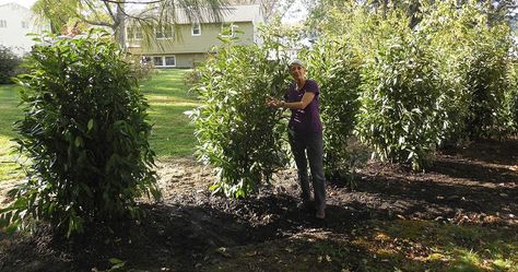 Skipping the Privets for Skip Laurels     Our privet hedge needed replacing. It had grown too tall, become too leggy, infringed upon o... Skip Laurel Landscape, Skip Laurel Hedge, Evergreen Landscaping, Skip Laurel, Privet Hedge, Laurel Hedge, Tall Shrubs, Privacy Landscaping, Plants Ideas