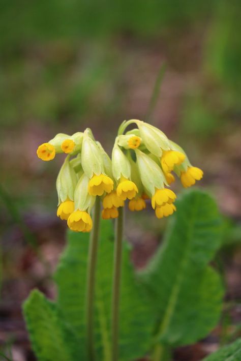 Primula veris (cowslip primrose) | Xenia Vlahou | Flickr Wild Primrose, Primula Veris, Fantasy Flowers, Spring Florals, Window Art, Spring Floral, Wild Flowers, Plants, Flowers