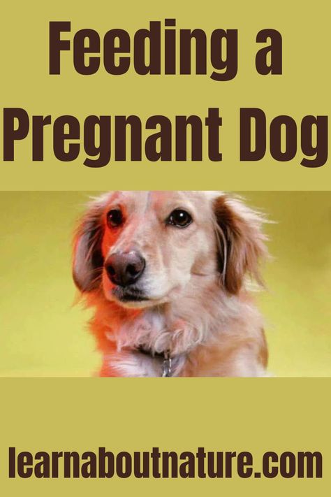 Feeding a Pregnant Dog Pregnant Dog Care Tips, Dog Labor, Nature Website, Mood Drawing, Dog Pregnancy, Pretty Body, Land Animals, Pregnant Dog, Domestic Animals