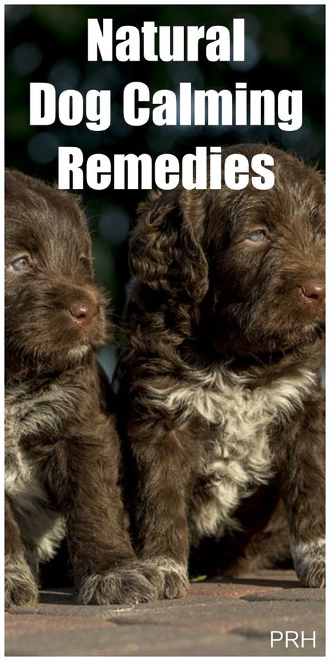 Natural dog calming remedies you can get off the shelf. Dog Calming Remedies, Dog Remedies, Dog Training Classes, Calm Dogs, Dog Obedience, Dog Training Obedience, Old Dogs, Dog Photography, Dog Trainer