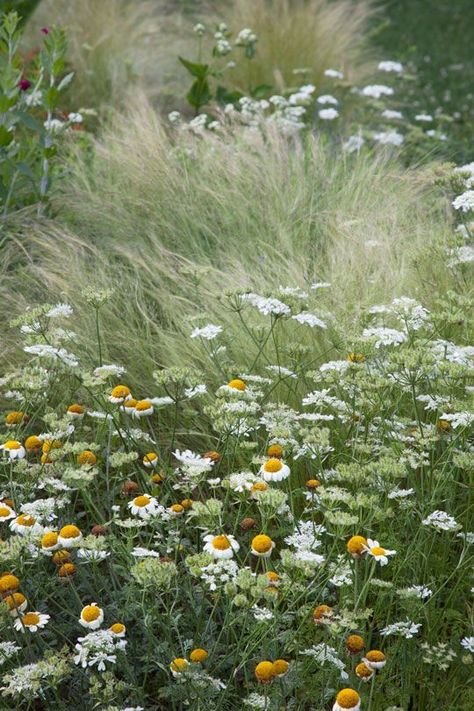 Natural garden Modern Mediterranean Garden, Prairie Garden, Meadow Garden, Grasses Garden, Wildflower Garden, Have Inspiration, Mediterranean Garden, White Gardens, Lace Flower