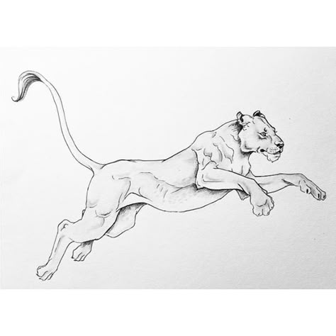 Female Lion Tattoo, Tattoo Son, Lion Sketch, Lioness Tattoo, Female Lion, Scratchboard Art, Lion Drawing, Big Cats Art, Horse Drawings