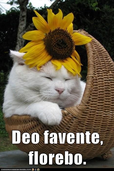 Bestiaria Latina Blog: Latin Proverbs and Fables Round-Up: October 16. Deo favente, florebo. With God's favor, I will flourish. Kinds Of Cats, Söt Katt, White Cats, Mellow Yellow, Cats Meow, Crazy Cat Lady, Beautiful Cats, White Cat, Crazy Cats