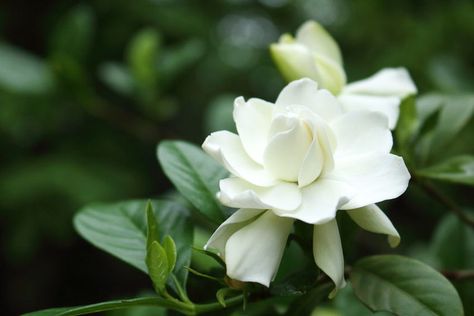 Gardenia Jasminoides “Four Seasons” (Kimura Shilazaki) 2-3’H x 2-3’W. Blooms spring to fall. Slightly less fragrant than “Veitchii” Gardenia Varieties, Woodland Yard, Gardenia Jasminoides, Gardenia Plant, Deer Garden, Gardenia Flower, Silver Plant, White Gardenia, Planting Shrubs