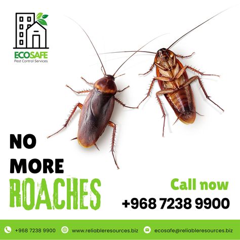 Eliminate cockroaches with ECOSAFE's professional pest control services! 🪳🏠 Our effective treatments ensure a cockroach-free environment for your home or business. Don't let these pests take over. Contact us today for the best pest control in Oman! 📞 +968 7238 9900 | +968 7237 9900 📧 ecosafe@reliableresources.biz 🌐 www.reliableresources.biz #CockroachControl #PestControl #EcoSafe #Oman #Muscat #HomeSafety #EcoFriendly #PestFree #ProtectYourHome #ProfessionalServices #CockroachExtermination ... Cockroach Control, Natural Bug Spray, Pest Prevention, Best Pest Control, Bug Spray, Pest Control Services, Muscat, Home Safety, Pest Control