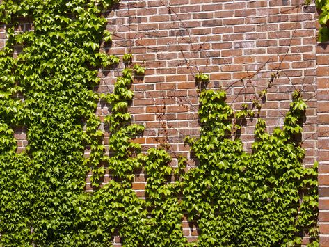 Ivy Wall. Ivy on a Brick Wall Outdoors #Sponsored , #AFFILIATE, #Ad, #Ivy, #Brick, #Outdoors, #Wall Wall Ivy, Boston Ivy, Ivy Wall, A Brick Wall, Ivy House, Castle Garden, Graphic Designer Portfolio, Wall Backdrops, Climbing Plants