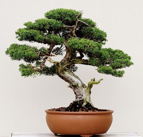 Bonsai Shop, Bonsai Tree Care, Indoor Bonsai Tree, Indoor Bonsai, Hanging Plants Indoor, Bonsai Art, Bonsai Plants, Tree Seeds, Tree Care