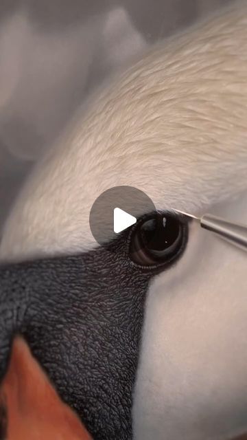 Animals & Artworks & Artists on Instagram: "In the midst of creating swan on canvas ..🦢👁️ By @marco.grassi.painter  📩 Features & Promos via DM  What do you think about it? Write it in the comments 👇🏻😊  #animaldrawing #animalartwork #animalartists #animallovers #animalartistry #animalartist #animalpainting #animalartworks #artanimals #animalart #animalartistsofinstagram #animalarts #animaldraw #animalpaintings #animalart #animals #animaldrawings" Marco Grassi, Swan Artwork, Animals Artwork, Think About It, Eye Art, Animal Paintings, Animal Drawings, Art Works, Animal Art