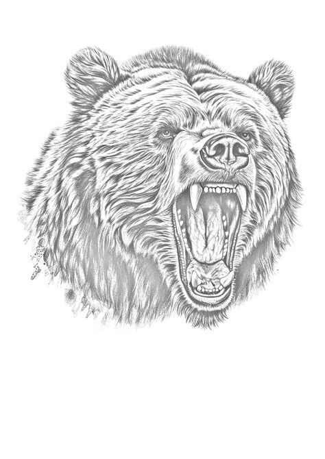 Grizzly Bear Tattoo Designs, Angry Bear Tattoo, Bear Tattoo Stencil, Grizzly Bear Tattoos, Bear Outline, Animal Stencils, Bald Eagle Art, Graffiti Alphabet Styles, Bear Sketch