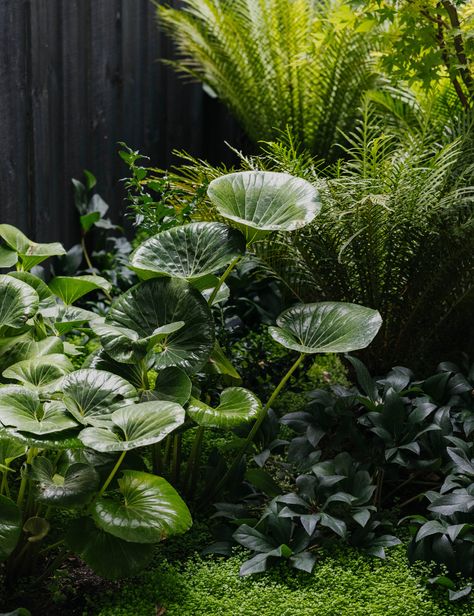 Breakfast Bench, Courtyard Plants, Shady Garden, Melbourne Home, Indian Garden, Jungle Gardens, Natural Swimming Pool, Melbourne House, City Garden