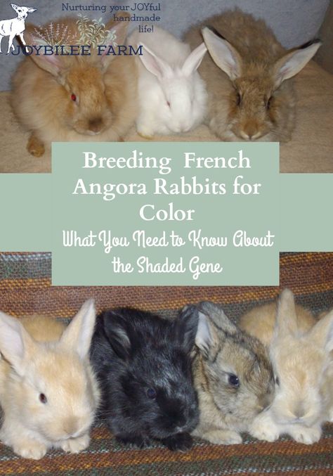 Angora rabbit 101: Bunny Colour Genetics part 3, the shaded genes | Joybilee Farm | DIY | Herbs | Gardening | Angora Bunnies, Alpaca Farming, French Angora Rabbit, Textile Animals, Homesteading Inspiration, Fiber Animals, Angora Bunny, Animal Farming, Fluffy Bunnies