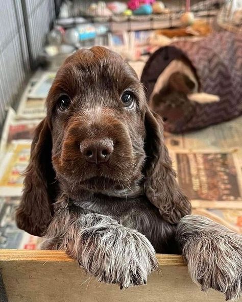 Cocker Spaniel Puppies, Cute Animals Puppies, Cocker Spaniel Dog, Very Cute Dogs, Really Cute Dogs, Spaniel Puppies, Cute Little Puppies, Cute Dogs And Puppies